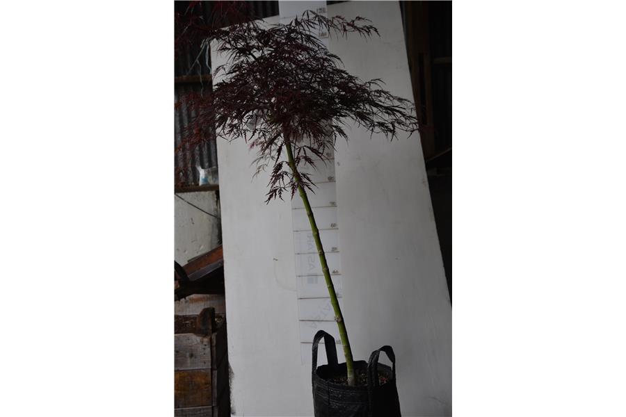 Purple Weeping Maple