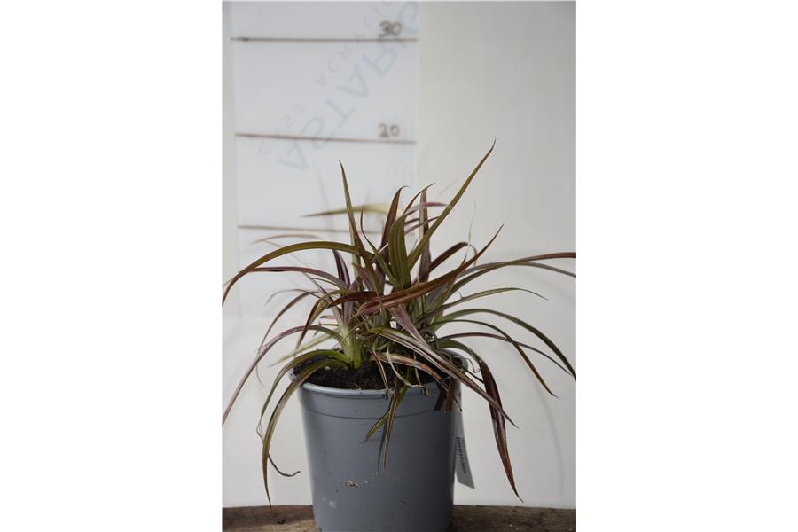 Astelia fragrans Westland