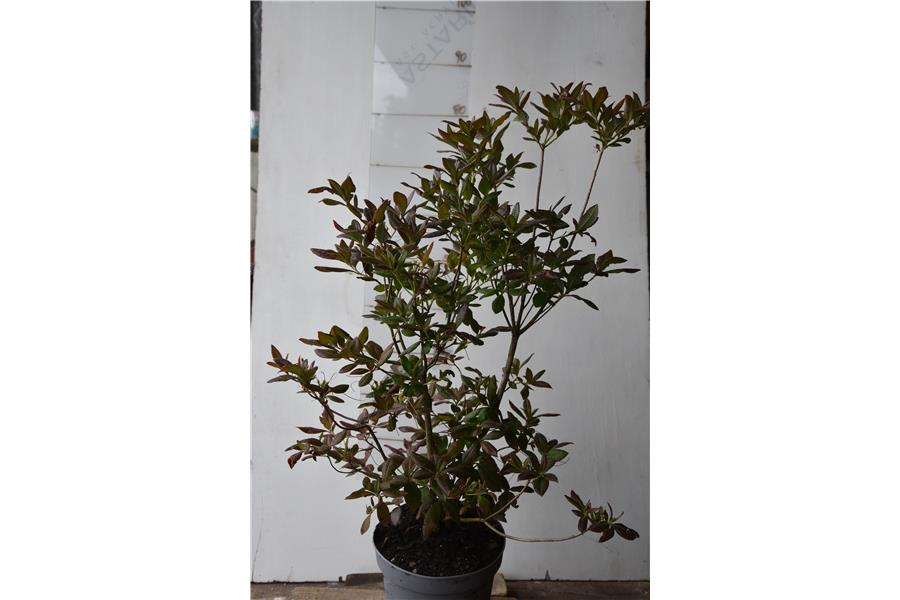 Azalea Dorothy Corston