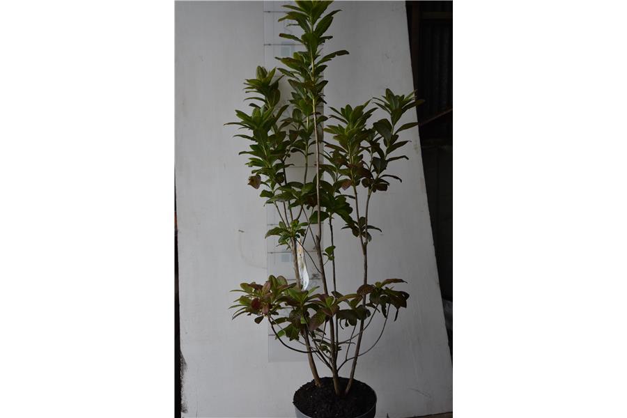 Blue Mountain Double Azalea