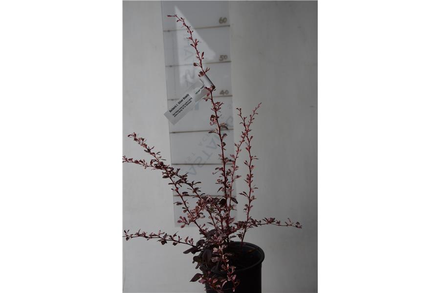 Berberis t. Silver Beauty