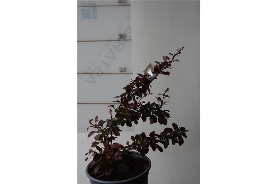 Berberis thunbergii Gold Ring