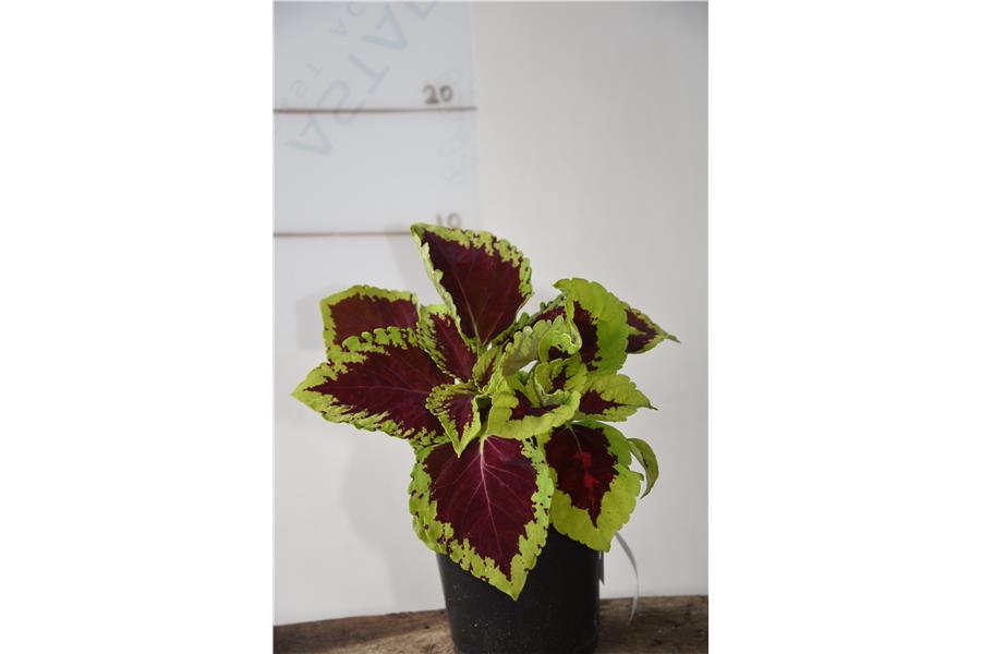 Coleus Sun Chocolate Covered Cherry