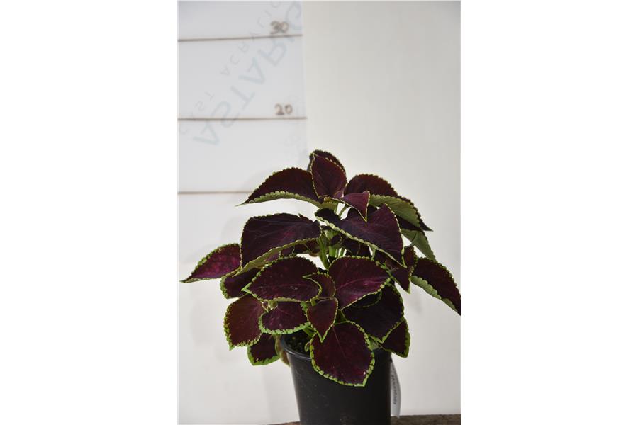 Coleus Sun Chocolate Mint