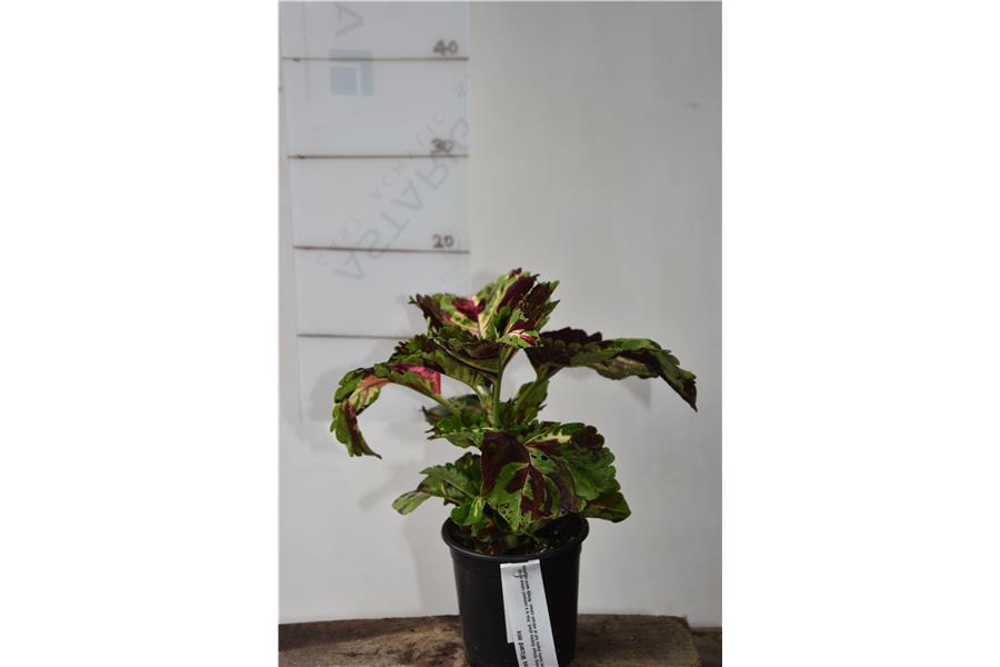 Coleus Wizard mix