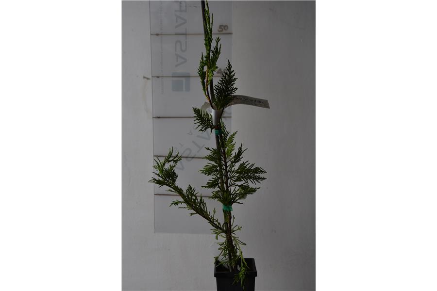 Cupressocyparis  l. Leighton's Green