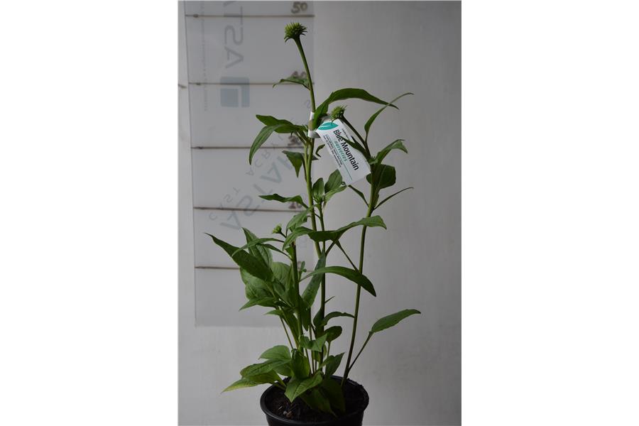 Echinacea purpurea Cheyenne Spirit