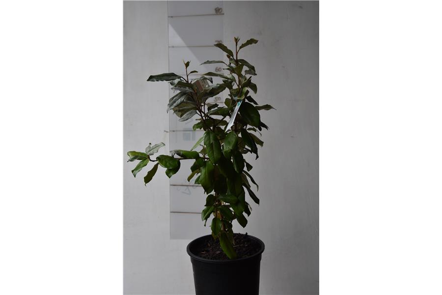 Elaeagnus x ebbingei