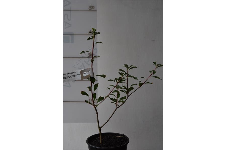 Enkianthus campanulatus