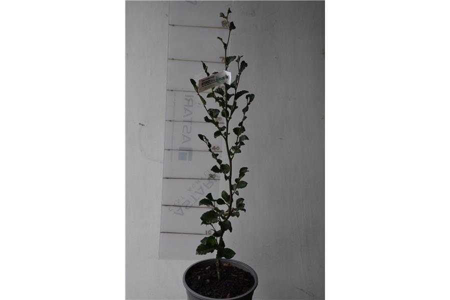 Column English Beech