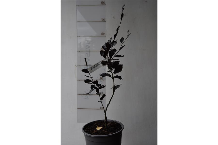 Purple Column English Beech