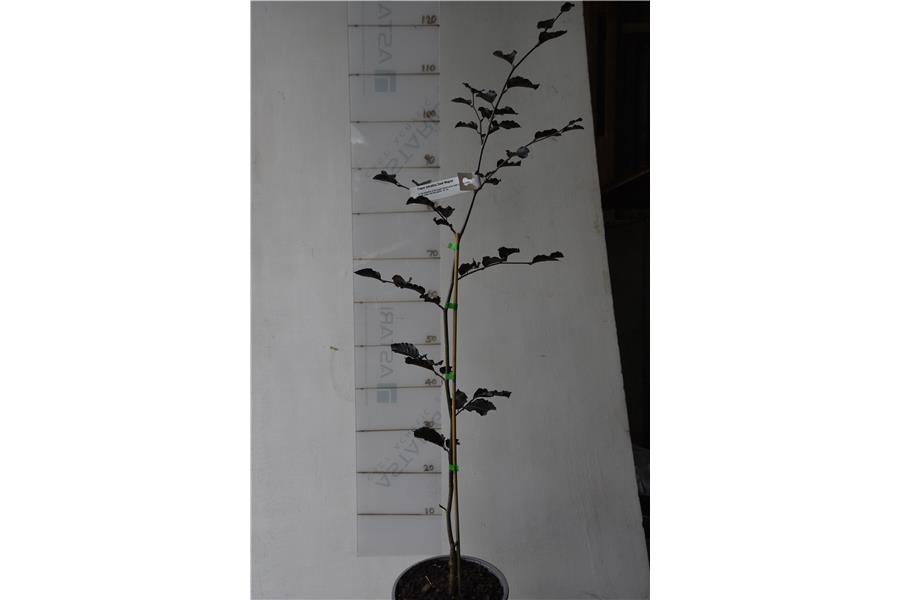 Fagus sylvatica Swat Magret