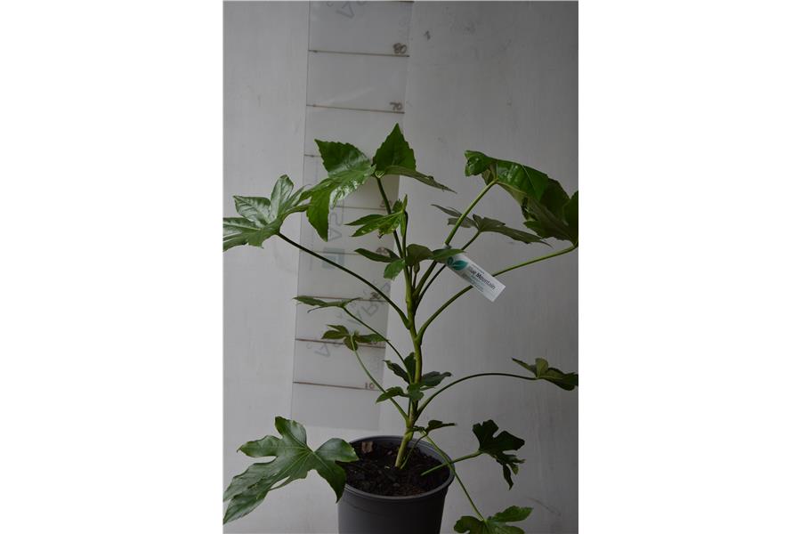 ARALIA/PAPER PLANT