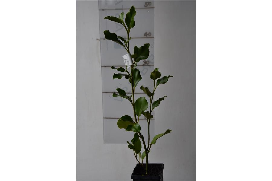 Griselinia Broadway Mint