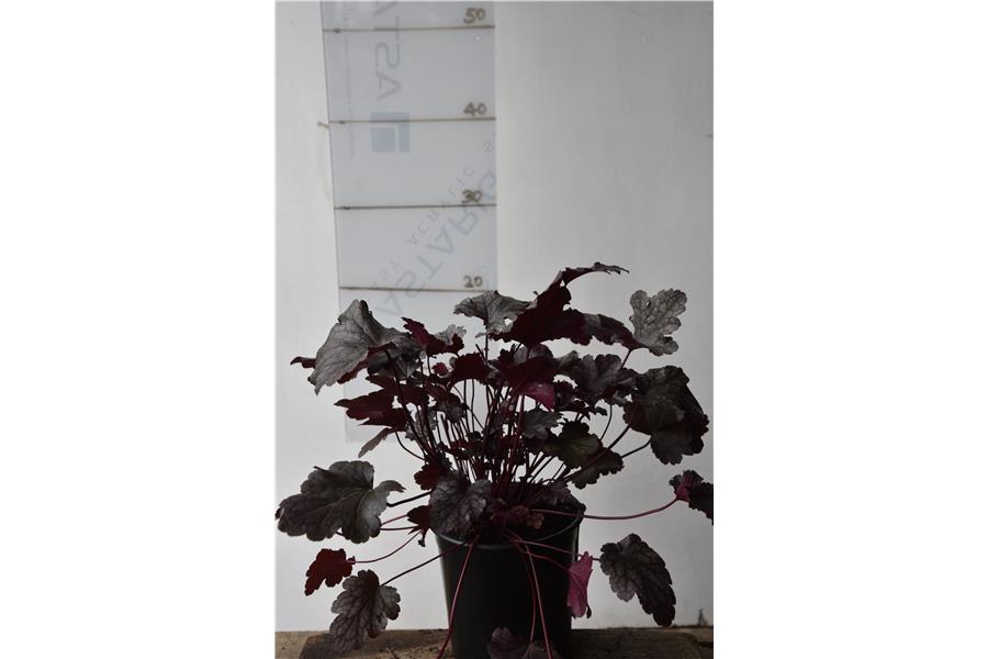 Heuchera Amethyst