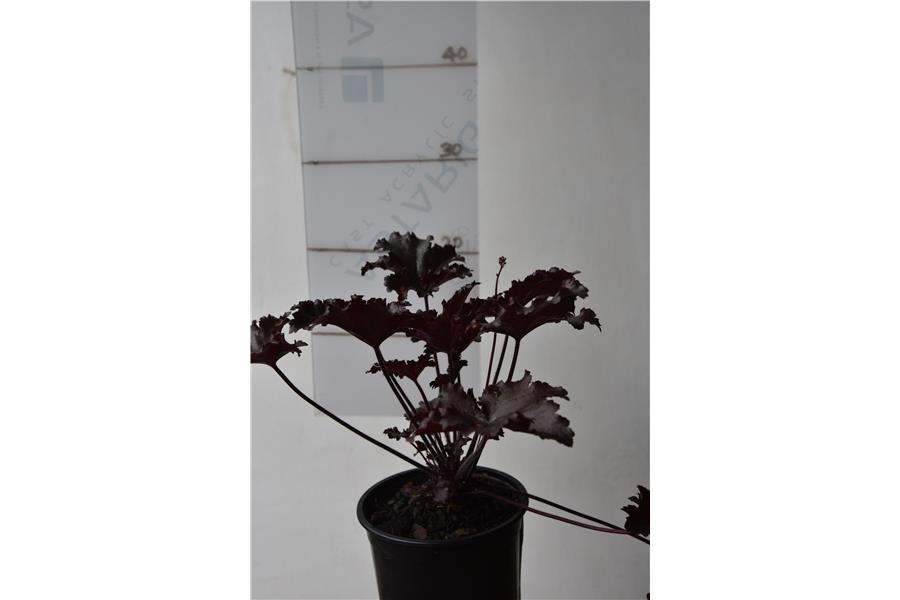 Heuchera Black Taffeta