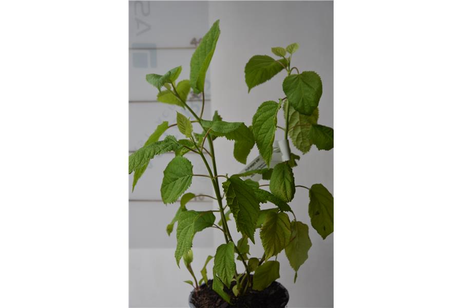 Hydrangea arborescens Annabell