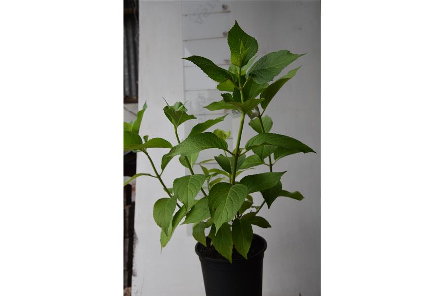 Hydrangea macrophylla Brilliant