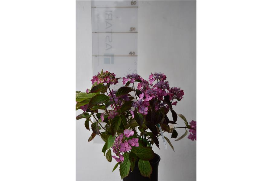 Hydrangea Magic Pillow