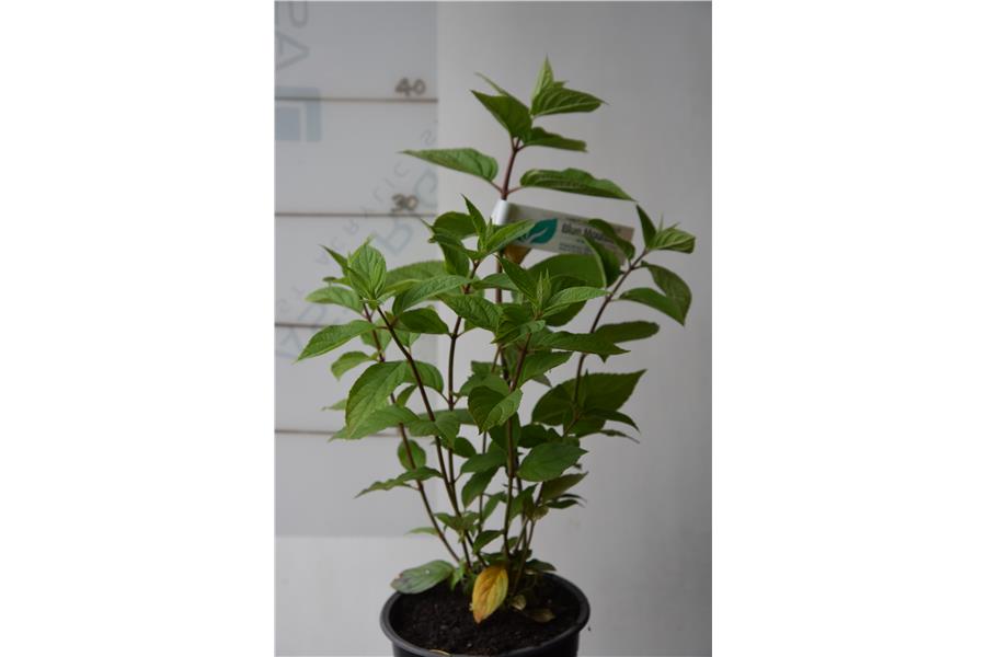 Hydrangea paniculata Limelight