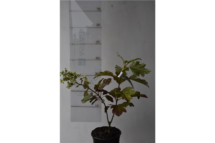 Oak leaved Hydrangea