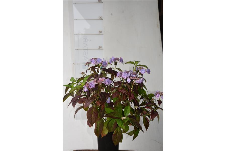 Hydrangea Summer Glow