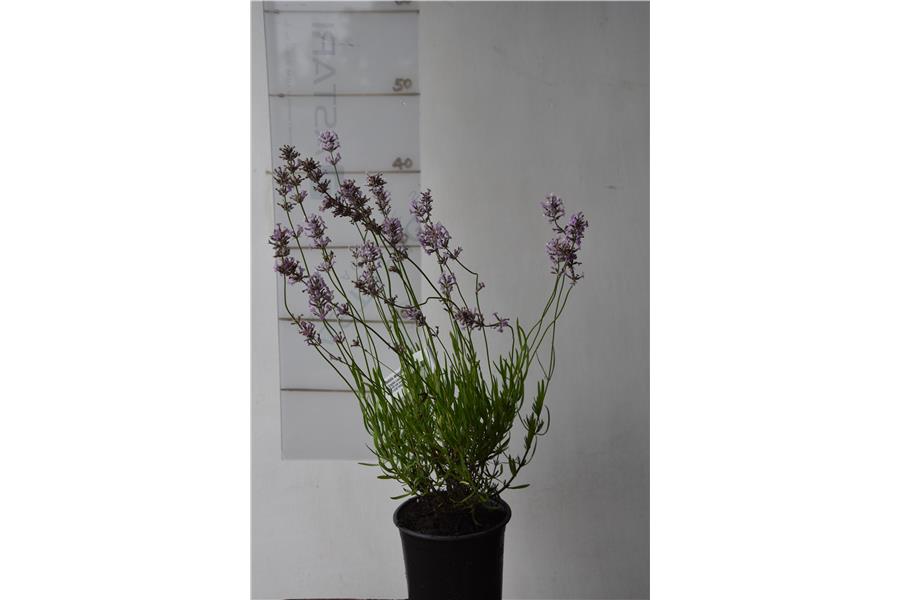 Pink English Lavander