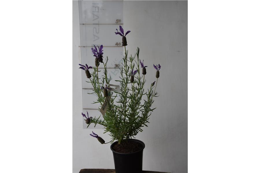 French Lavender