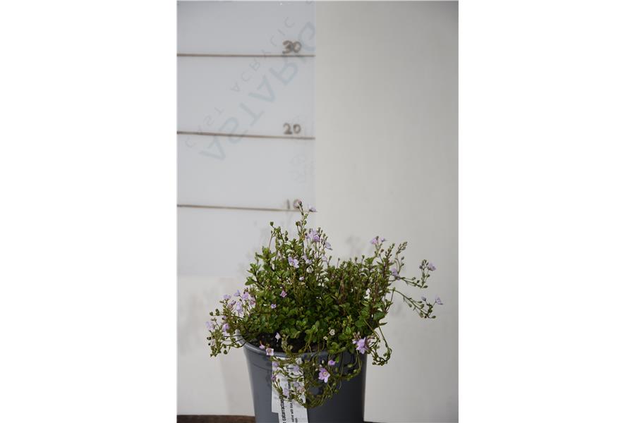 Parahebe catarractae Blue