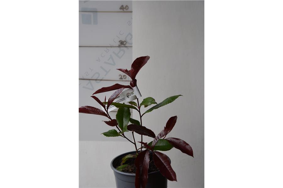 Photinia glabra Robusta