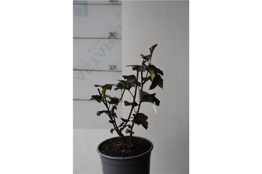 Physocarpus opulifolius Shady Lady