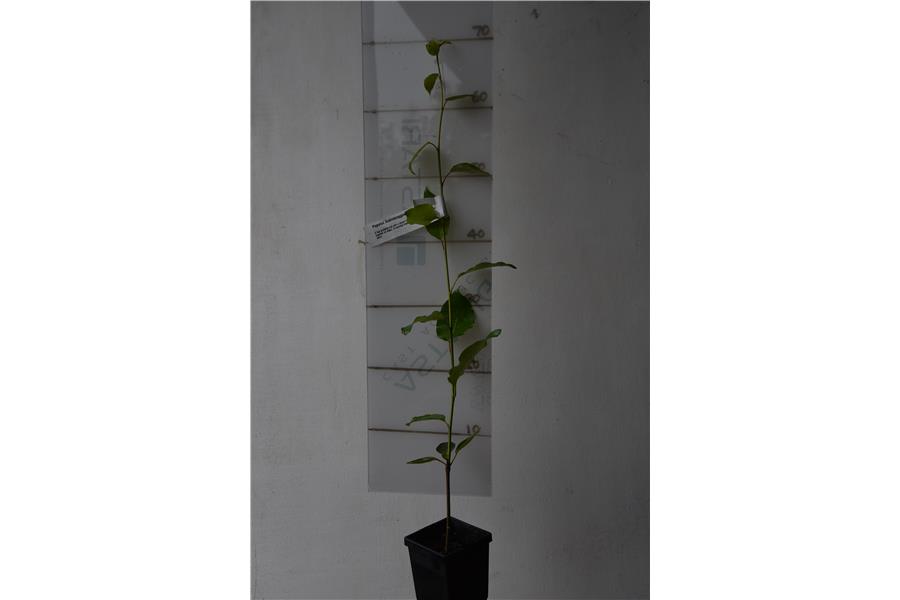 Populus Androscoggin