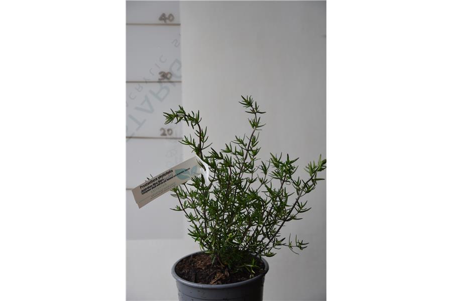 Australian Mint Bush