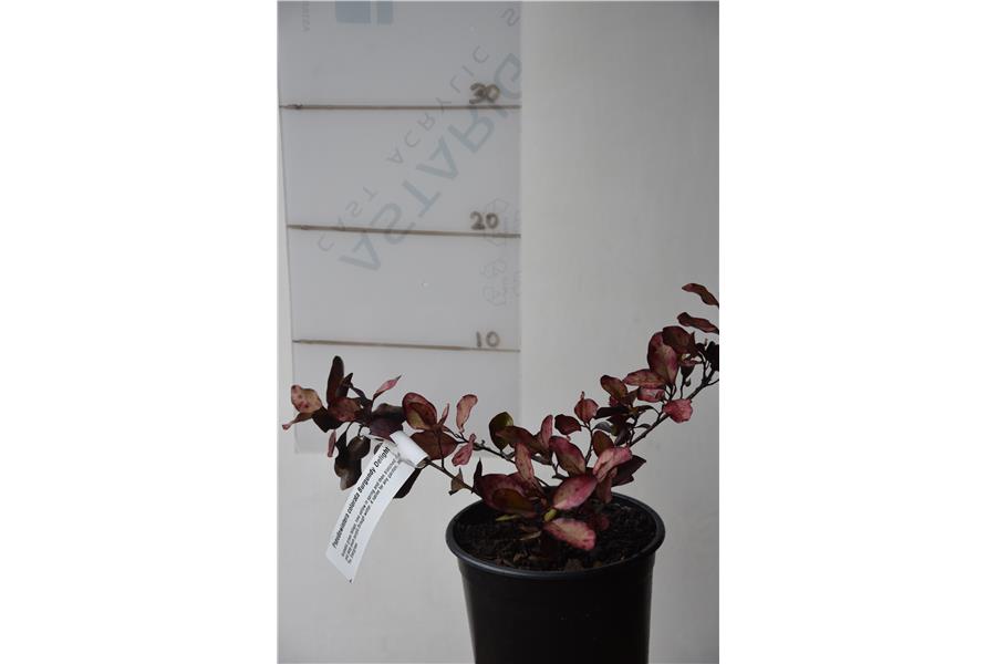 Pseudowintera colorata Burgundy Delight
