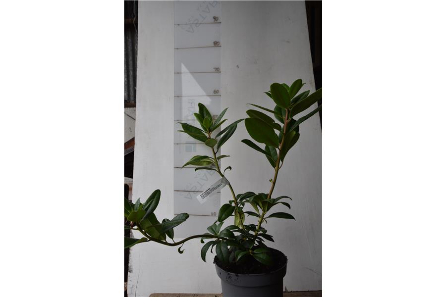 (Purple Splendour x Blue Peter)