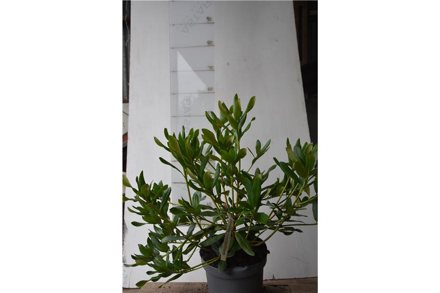 (caucasicum x ponticum)