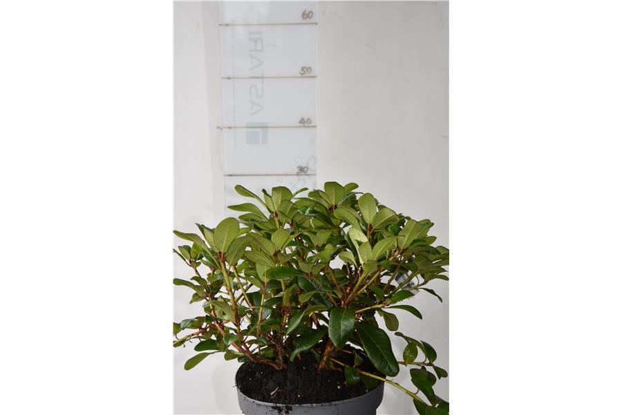 (Essex Scarlet x forrestii Repens)