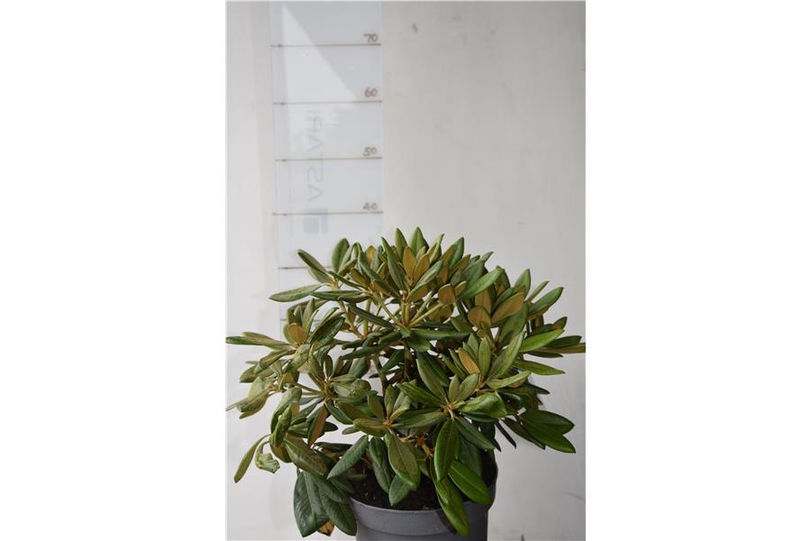 Unknown Warrior x Noya Brave