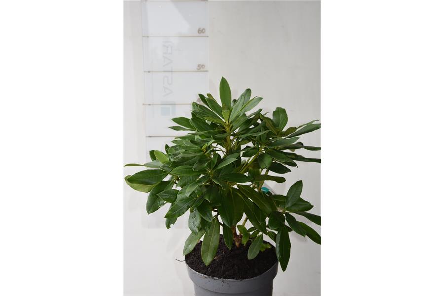 Mrs Lammot Copland x Mary Dream