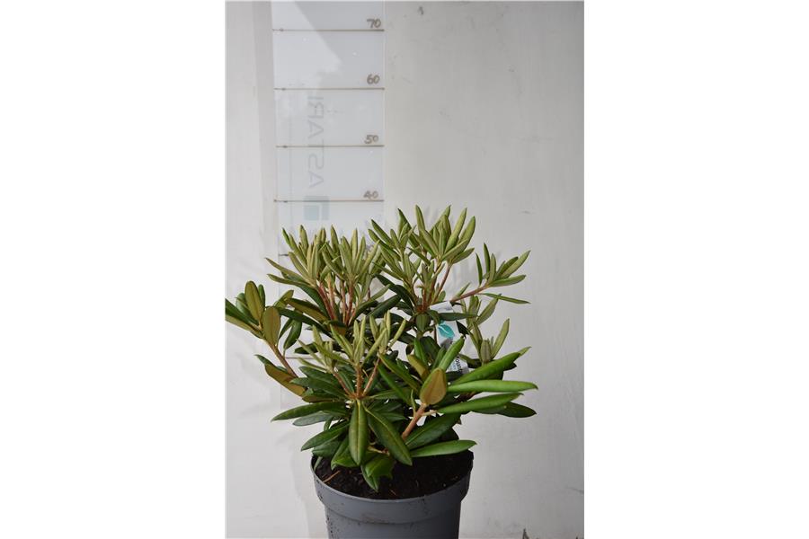 yakushimanum x Springbok