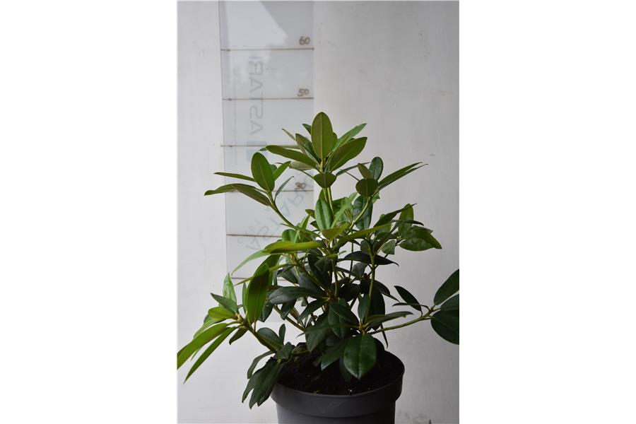 (Yak x Fabia tangarine)