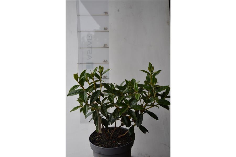 (edgeworthii x ciliatum)