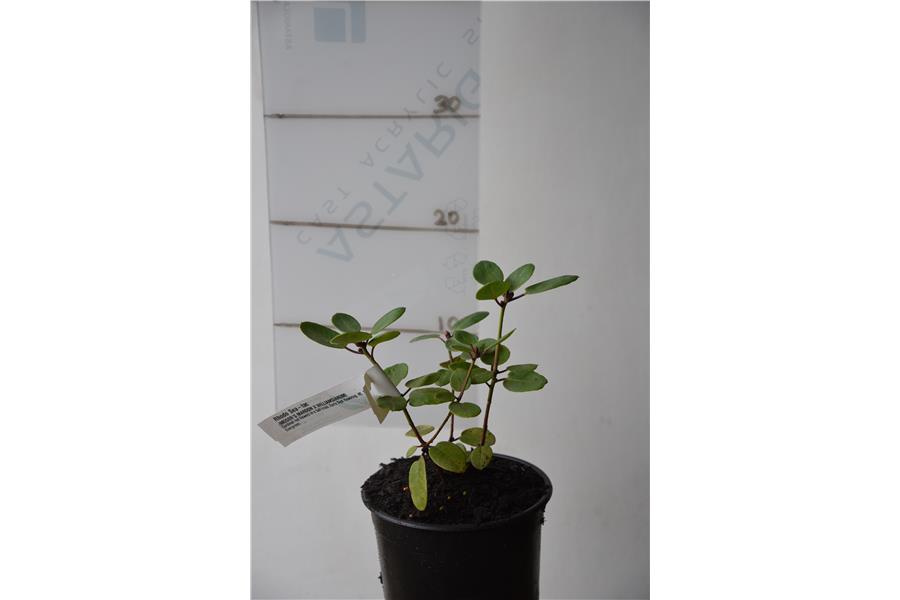 (MOSER'S MAROON X WILLIAMSIANUM)