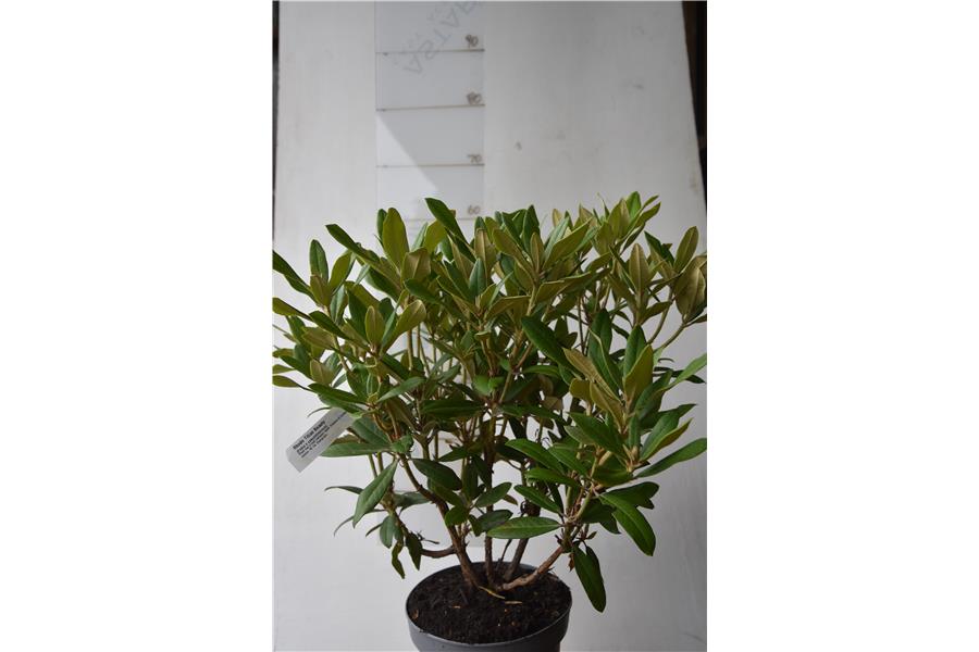 (Fabia x yakushimanum)