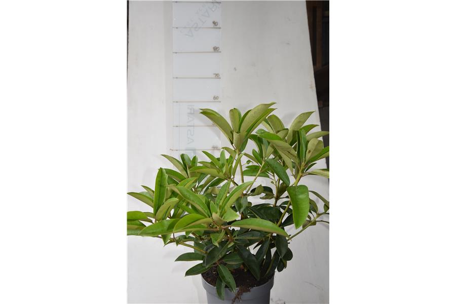 Rhodo William Downing