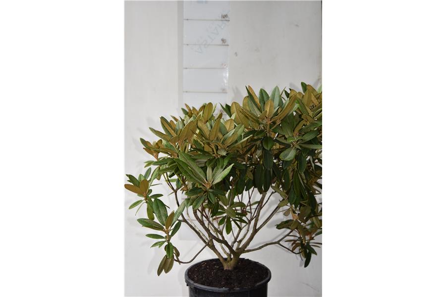 Alice x yakushimanum