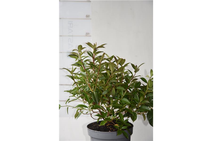 (lutescens x burmanicum)