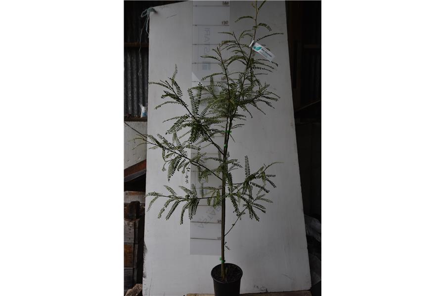 Sophora Mangaohane Station River No 2