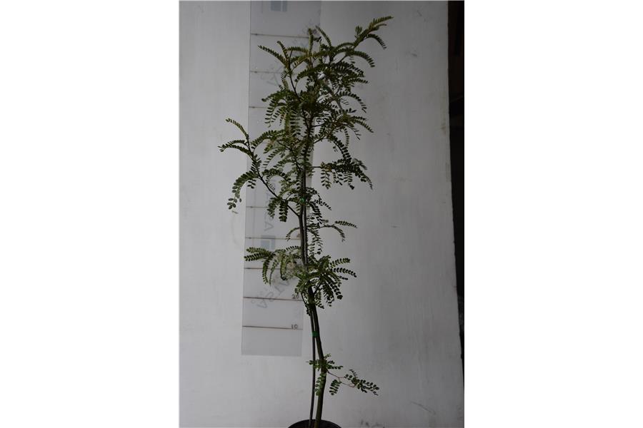 Sophora tetraptera x godleyi (Highlands Big flower