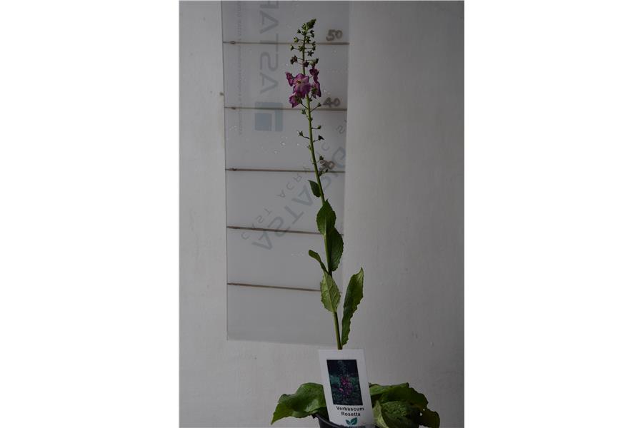 Verbascum ph. Rosetta